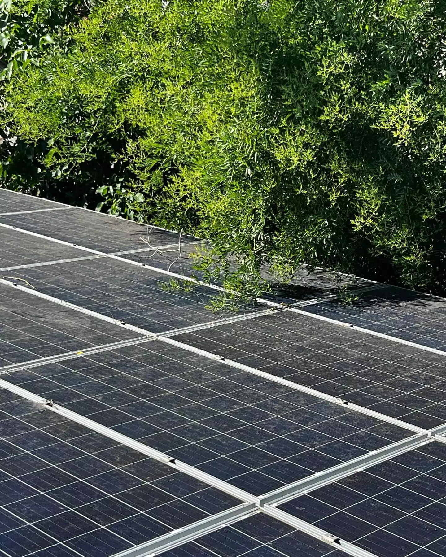 vorher Reinigung von Solaranlagen für Industrie Photovoltaik für Solarparks PV Reinigung für Gewerbeanlagen berlin brandenburg münchen hamburg reinigungsfirma angebot